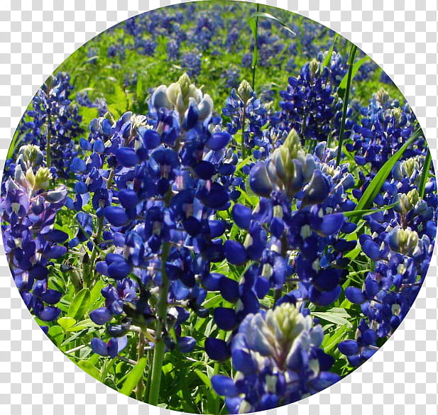 Lavender Flower, Bluebonnet, Texas Bluebonnet, Blog, Plant, Purple, Lupin, Plate transparent background PNG clipart