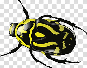 insect beetle pest wasp, Watercolor, Paint, Wet Ink, Blister Beetles, Membranewinged Insect, Scarabs transparent background PNG clipart thumbnail