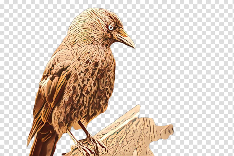 bird beak falconiformes wood eagle, Sculpture transparent background PNG clipart