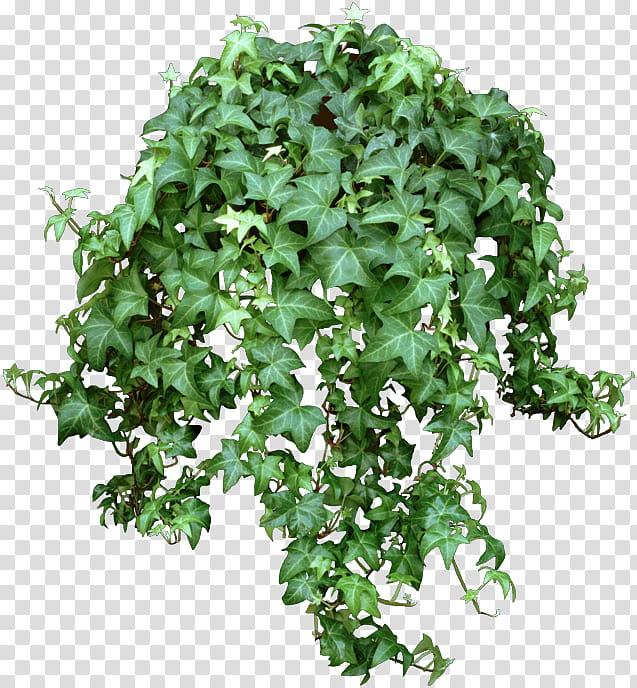 green leaf hanging plant transparent background PNG clipart