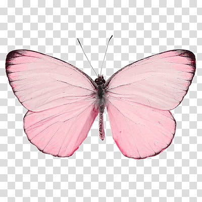 RNDOM, pink butterfly transparent background PNG clipart