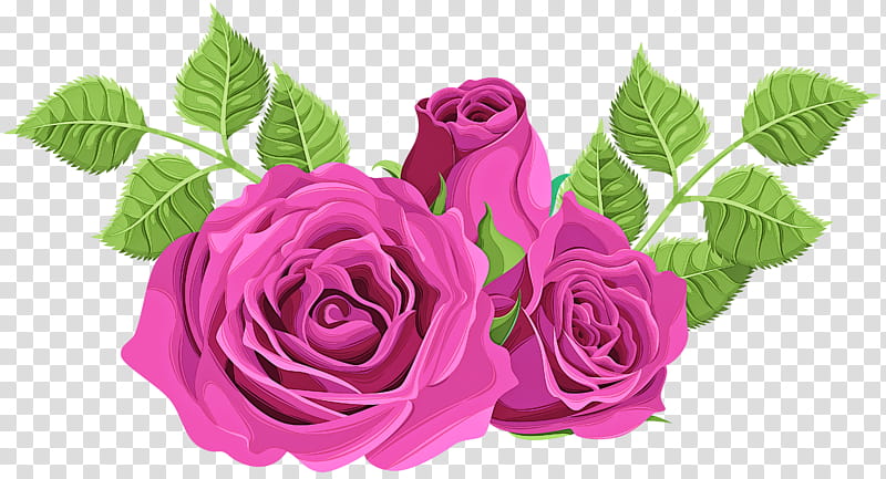 Garden roses, Pink, Flower, Plant, Purple, Flowering Plant, Rose Family, Hybrid Tea Rose transparent background PNG clipart