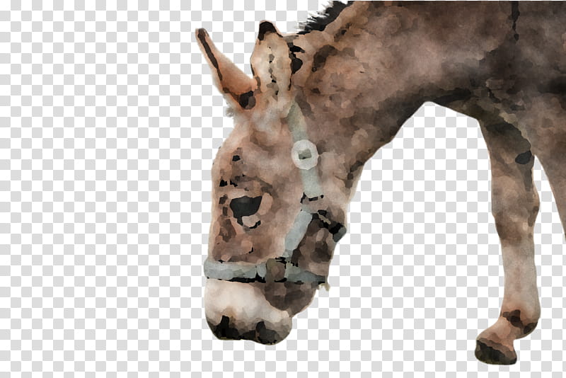 head snout burro horse wildlife, Jaw, Sorrel, Foal transparent background PNG clipart