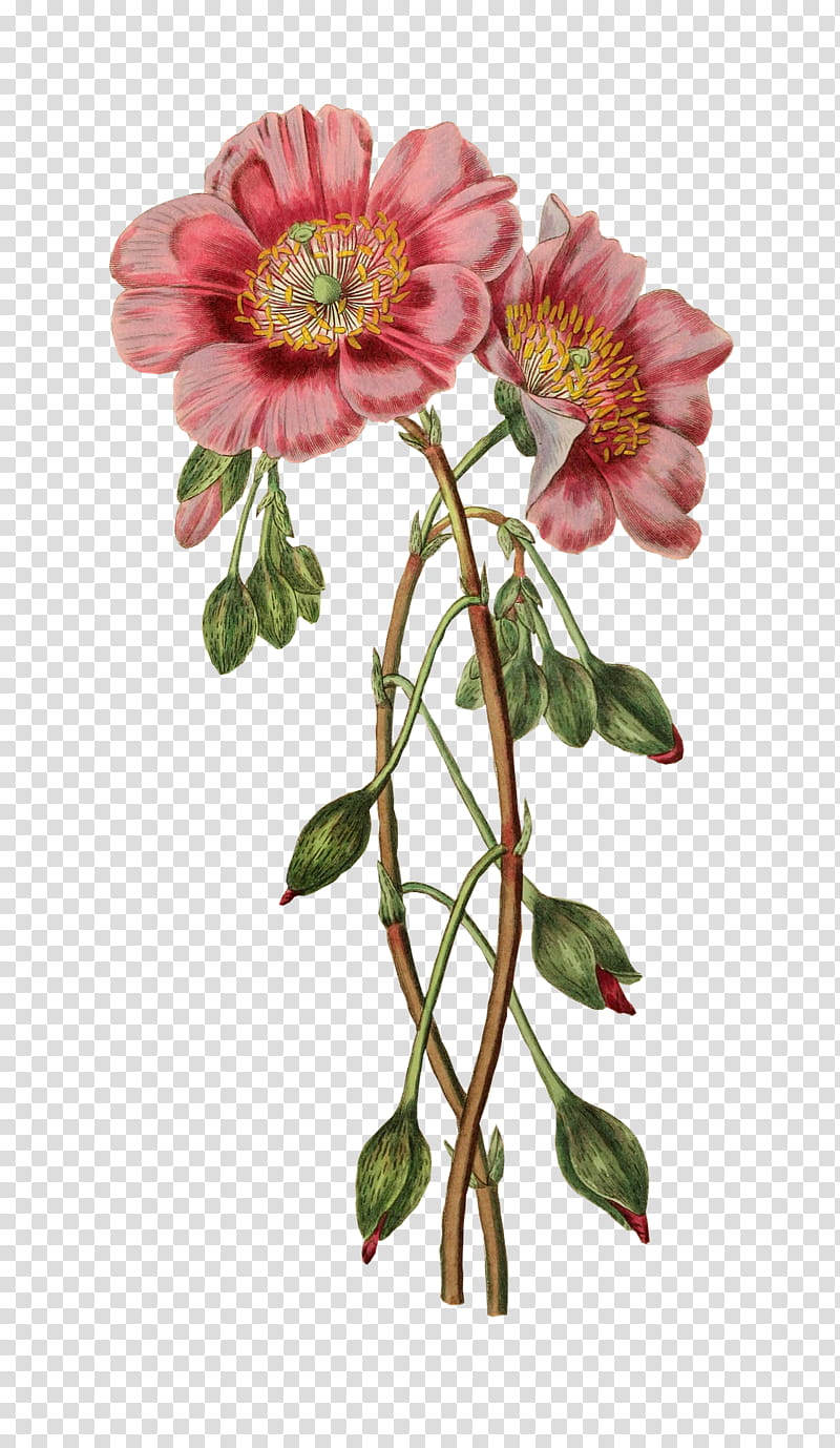 Drawing Of Family, Lillustration Botanique, Flower Illustration, Floral Design, Rose, Plant, Prickly Rose, Petal transparent background PNG clipart