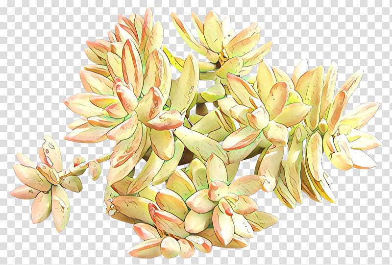 flower plant echeveria stonecrop family flowering plant, Cartoon transparent background PNG clipart