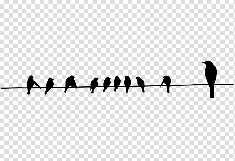 Bird Line Drawing, Bird Illustrations, Silhouette, Line Art, White, Black, Text, Beak transparent background PNG clipart