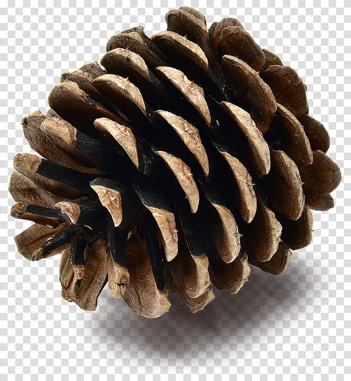 sugar pine white pine conifer cone red pine lodgepole pine, Sitka Spruce, Oregon Pine, Western Yellow Pine, Pine Nut transparent background PNG clipart