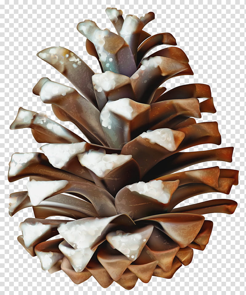 sugar pine conifer cone pine oregon pine plant, Red Pine, Pine Family, Tree, Natural Material, White Pine transparent background PNG clipart
