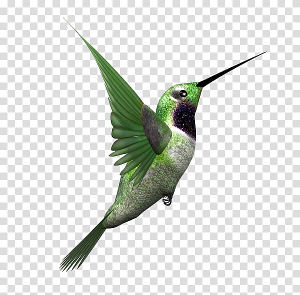 Bird Wing, Hummingbird, Flight, Rufous Hummingbird, Beak, Pollinator, Feather, Wildlife transparent background PNG clipart