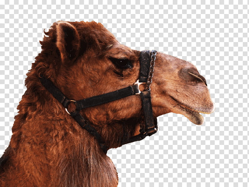 Llama, Dromedary, Bactrian Camel, Camel Racing, Camelid, Arabian Camel, Head, Live transparent background PNG clipart