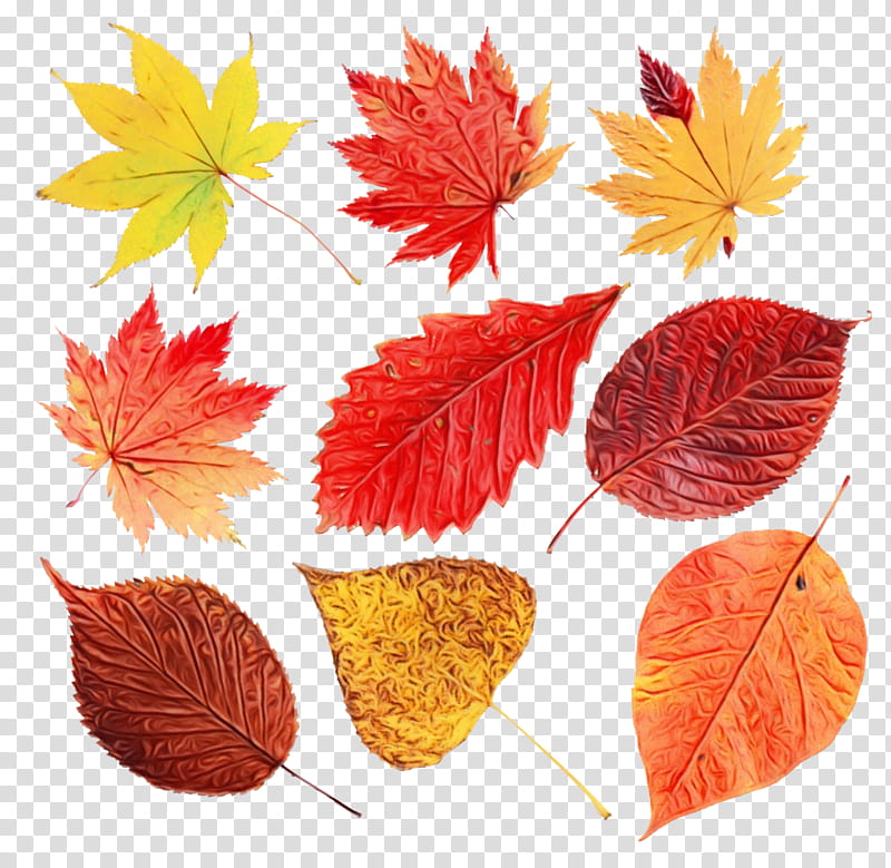 Autumn Leaves, Watercolor, Paint, Wet Ink, Drawing, Painting, Watercolor Painting, Leaf transparent background PNG clipart