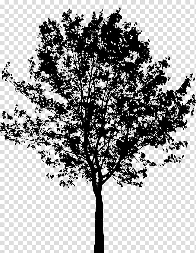 Oak Tree Silhouette, Branch, Tabebuia, Black, English Oak, Woody Plant, Leaf, Plane transparent background PNG clipart