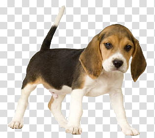 Mixed, tricolor beagle puppy transparent background PNG clipart