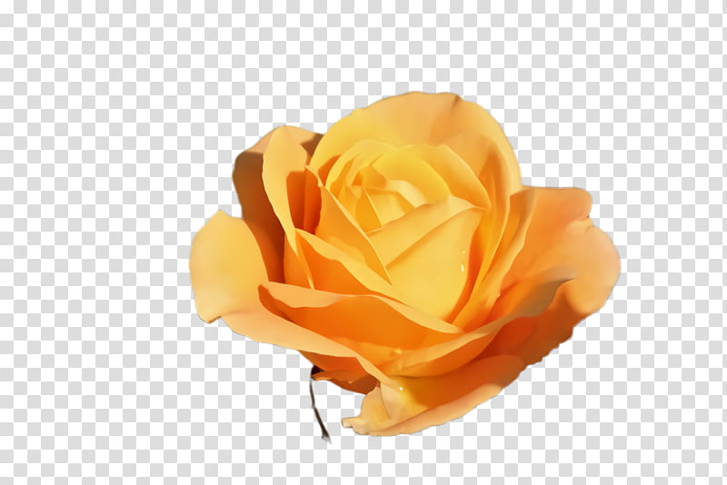 Garden roses, Orange, Yellow, Petal, Flower, Floribunda, Hybrid Tea Rose, Rose Family transparent background PNG clipart