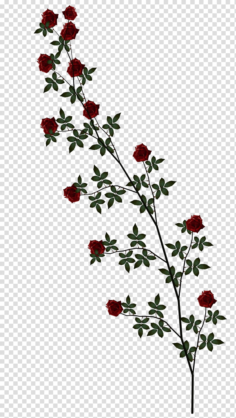 Red Rose Vine , red petaled flowers transparent background PNG clipart