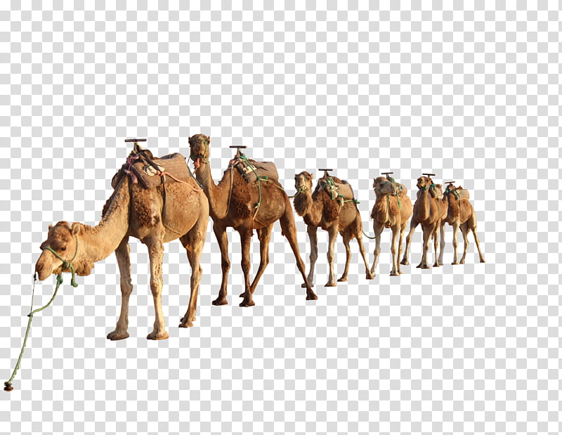 camel, lined up brown camels transparent background PNG clipart