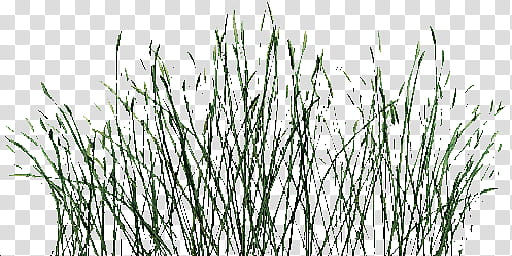 TESV Skyrim Mushroom Land XPS Xnalara, gray grasses illustration transparent background PNG clipart
