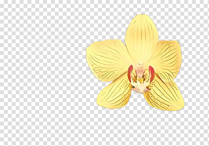 yellow petal flower pink plant, Moth Orchid, Hibiscus, Jewellery, Dendrobium, Cattleya, Metal transparent background PNG clipart