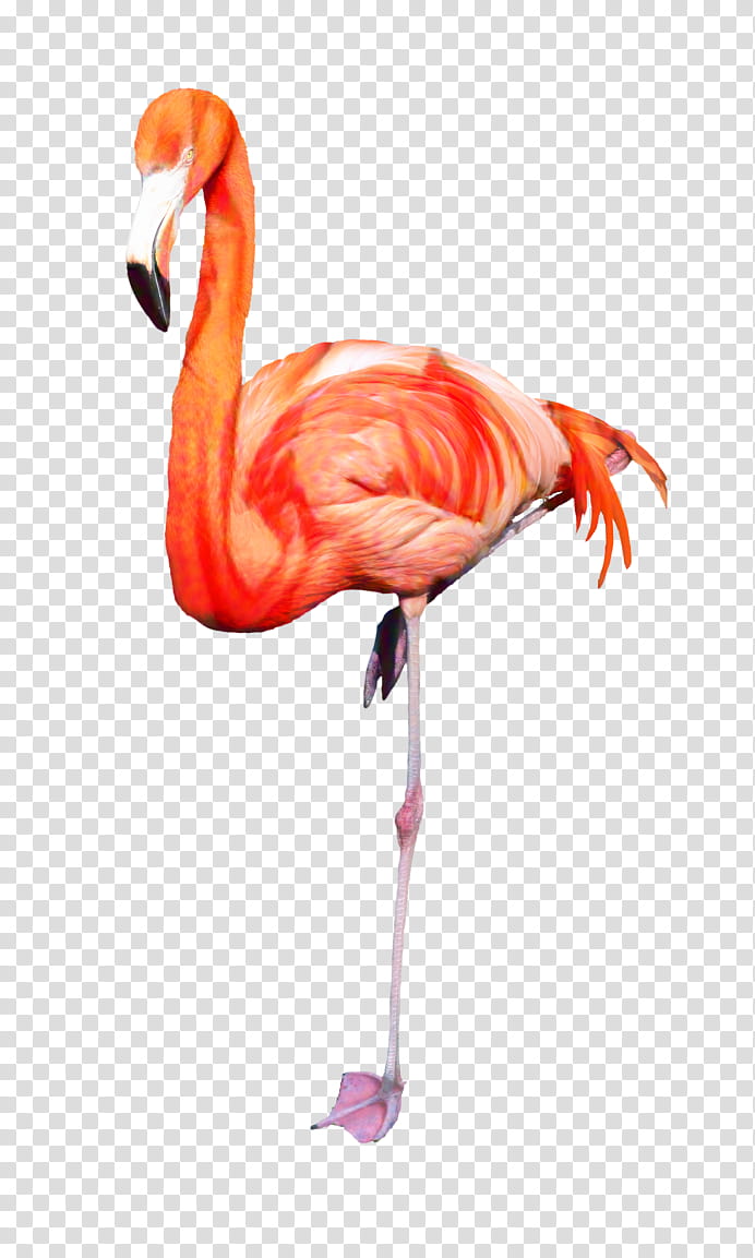 Pink Flamingo, Beak, Neck, Bird, Greater Flamingo, Water Bird, Muscle, Feather transparent background PNG clipart