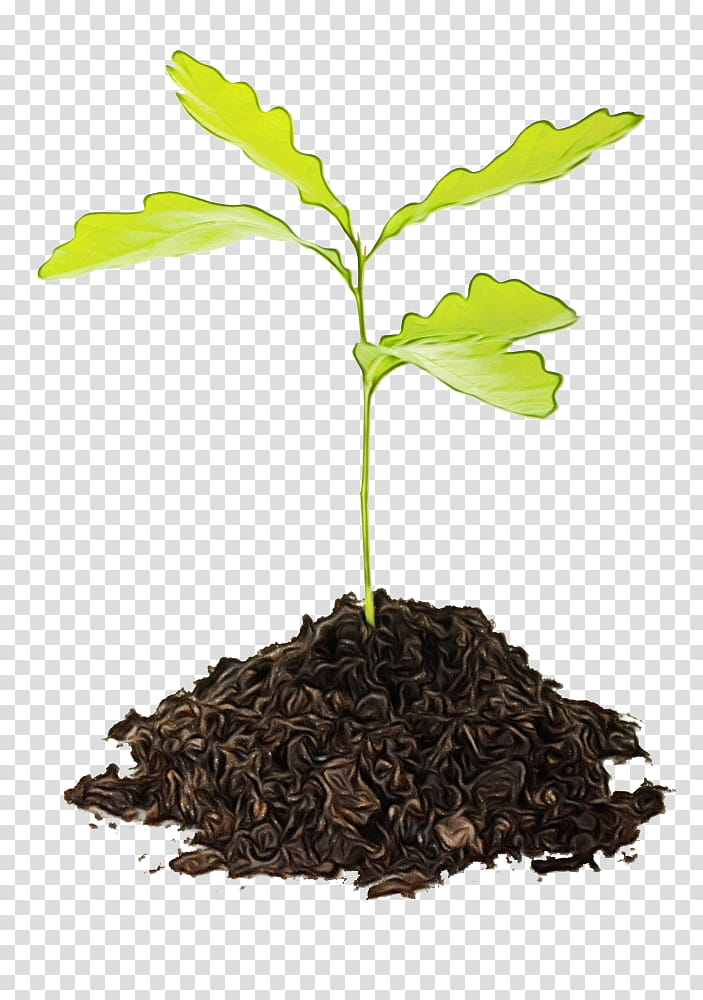 Oak Tree Leaf, Seedling, Sprouting, Tree Planting, Plants, English Oak, Germination, Sowing transparent background PNG clipart