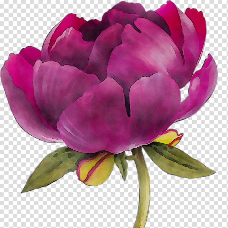 Flowers, Peony, Cut Flowers, Tulip, Herbaceous Plant, Cabbage Rose, Petal, Magenta transparent background PNG clipart