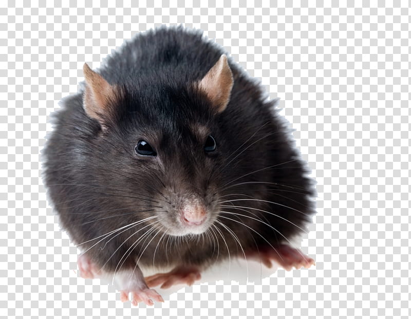 Hamster, Brown Rat, Black Rat, Murids, Mouse, Muroids, Muridae, Muroidea transparent background PNG clipart