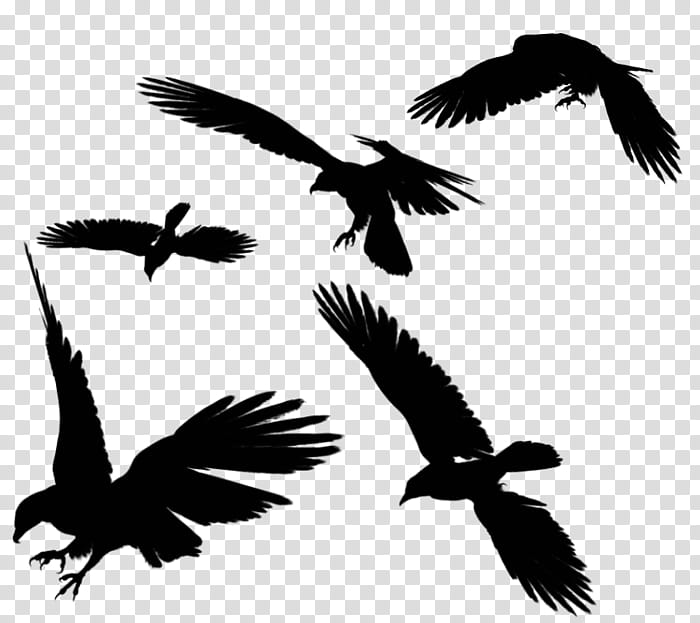 Eagle, Common Raven, Flight, Crow, Bird, Wing, Beak, Bird Of Prey transparent background PNG clipart Eagle, Common Raven, Flight, Crow, Bird, Wing, Beak, Bird Of Prey transparent background PNG clipart
