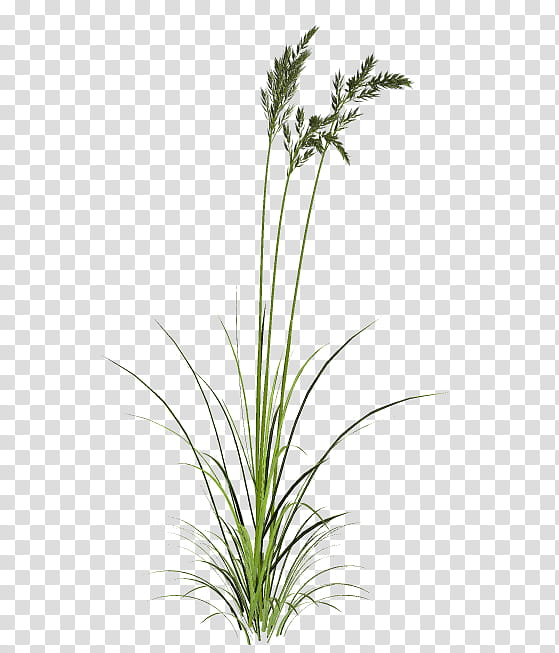 TWD Summer Grass, green grass transparent background PNG clipart