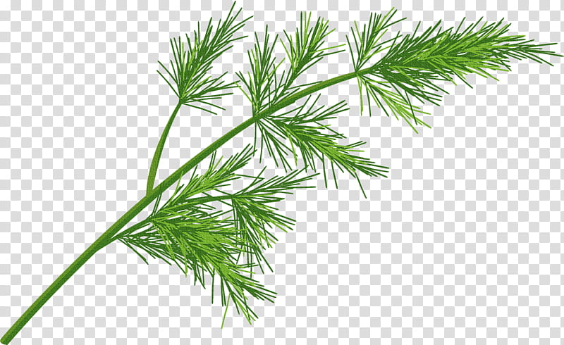 Family Tree, Herb, Drawing, Herbalism, Spice, Thyme, Medicinal Plants, White Pine transparent background PNG clipart