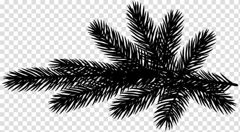 Date Tree Leaf, Palm Trees, Pine, Pine Family, Elaeis, Plant, Woody Plant, Terrestrial Plant transparent background PNG clipart