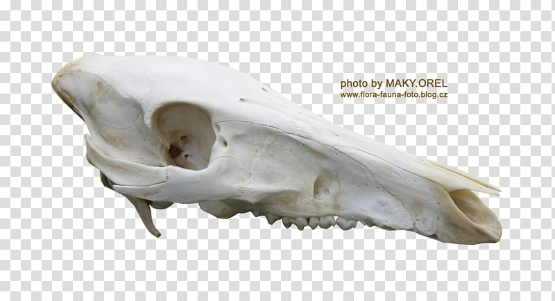 SET Wild boar skull, white animal skull illustration transparent background PNG clipart