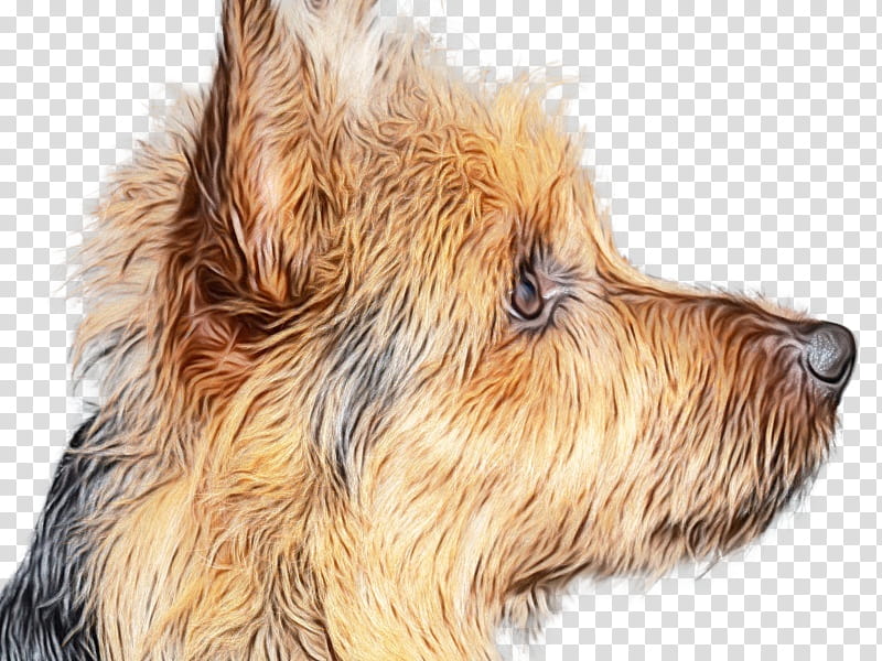 Dog Drawing, Norwich Terrier, Australian Silky Terrier, Australian Terrier, Irish Terrier, Norfolk Terrier, Welsh Terrier, Lakeland Terrier transparent background PNG clipart