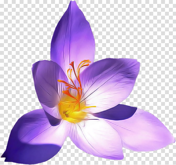 flowering plant petal flower violet purple, Cretan Crocus, Tommie Crocus, Saffron Crocus transparent background PNG clipart