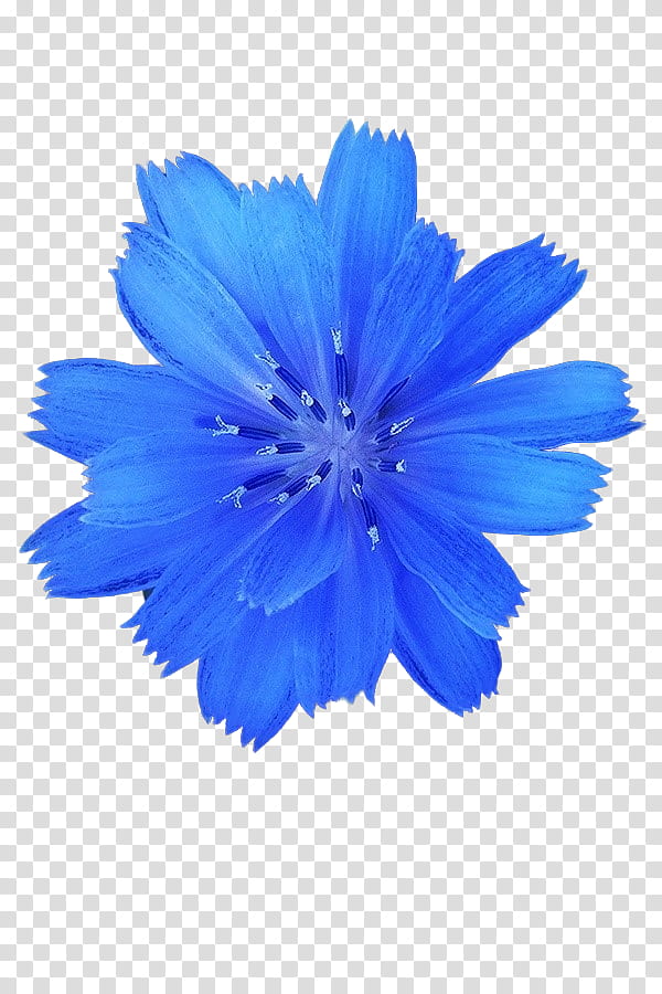 Sky, Blue, White, Flower, Transvaal Daisy, Petal, Fond Blanc, Sky Blue transparent background PNG clipart