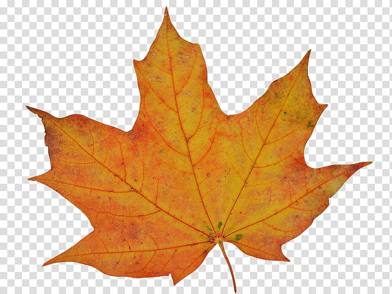 , orange maple leaf transparent background PNG clipart
