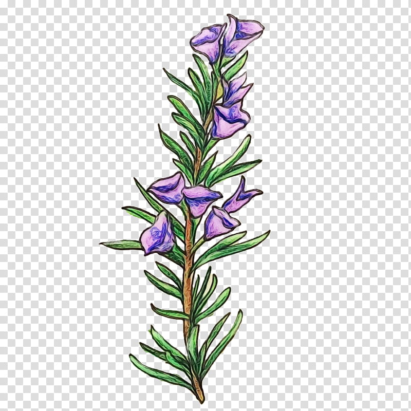 Watercolor Flower, Paint, Wet Ink, Rosemary, Lavender, Common Sage, Extract, Herb transparent background PNG clipart