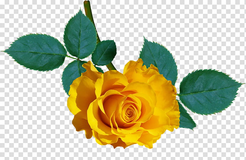 aA roses , yellow rose transparent background PNG clipart