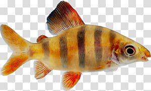 Fish, Goldfish, Feeder Fish, Freshwater Aquarium, Biology, Fresh Water, Perch, Fin transparent background PNG clipart thumbnail