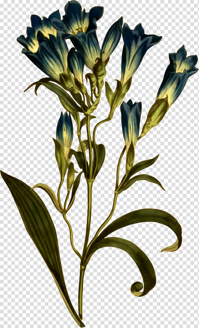 Flower Illustration, Gentiana Decumbens, Curtiss Botanical Magazine, Flora, Plants, Drawing, Leaf, Branch transparent background PNG clipart