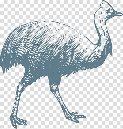 Bird, Southern Cassowary, Common Ostrich, Northern Cassowary, Dwarf Cassowary, Animal, Ratite, Flightless Bird transparent background PNG clipart