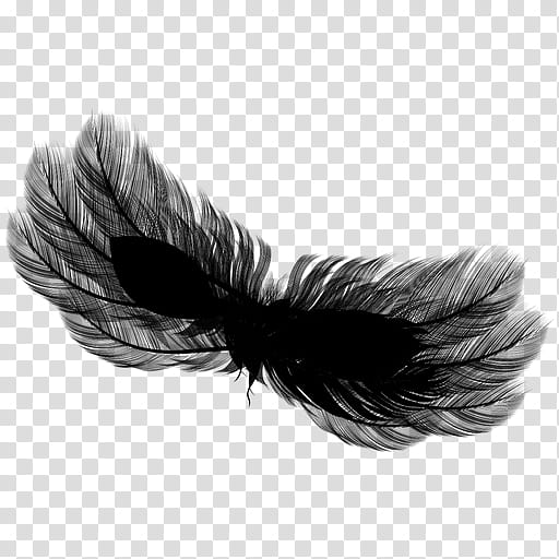 Hair, Feather, Black M, White, Quill, Wing, Fur, Eyelash transparent background PNG clipart