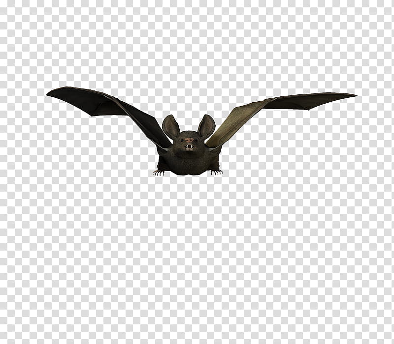 E S Bats , black bat illustration transparent background PNG clipart