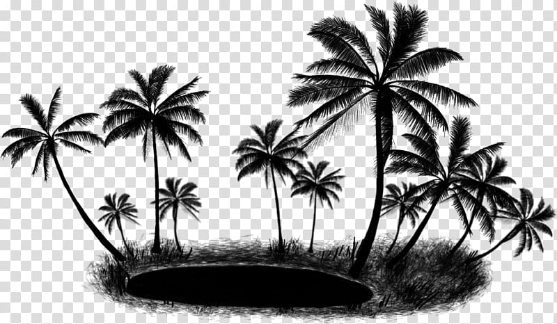 Coconut Tree, Asian Palmyra Palm, Palm Trees, Dasylirion Wheeleri, Plants, Palmleaf Manuscript, Borassus, Blackandwhite transparent background PNG clipart