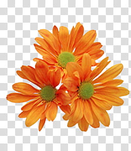 collection, three orange petaled flowers transparent background PNG clipart