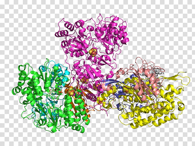 Nicotinamide Adenine Dinucleotide Text, Nadh Dehydrogenase, Respiratory Complex I, Cytochrome B5 Reductase, Enzyme, Dihydrolipoamide Dehydrogenase, Electron Transport Chain, Succinate Dehydrogenase transparent background PNG clipart