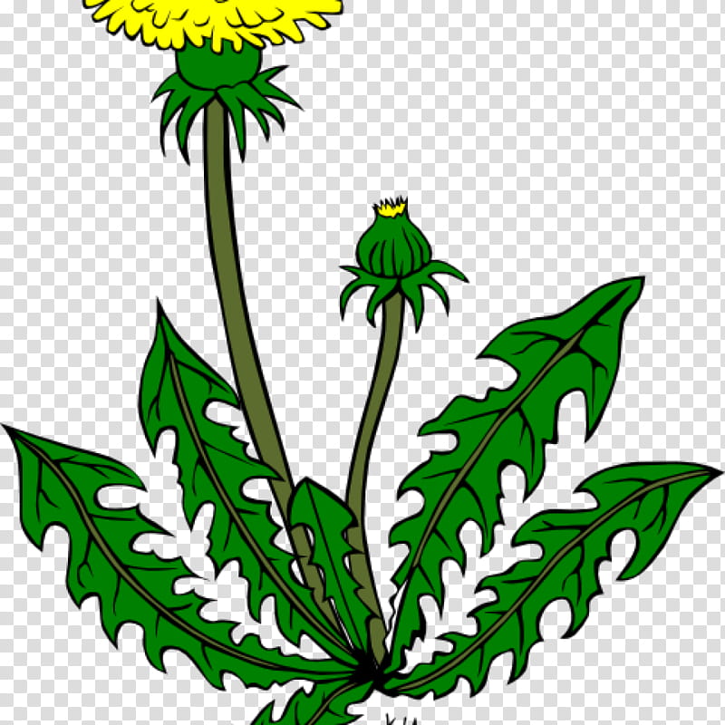 Drawing Of Family, Common Dandelion, Flower, Plant, Leaf, Goldenrod, Wildflower, Hemp Family transparent background PNG clipart