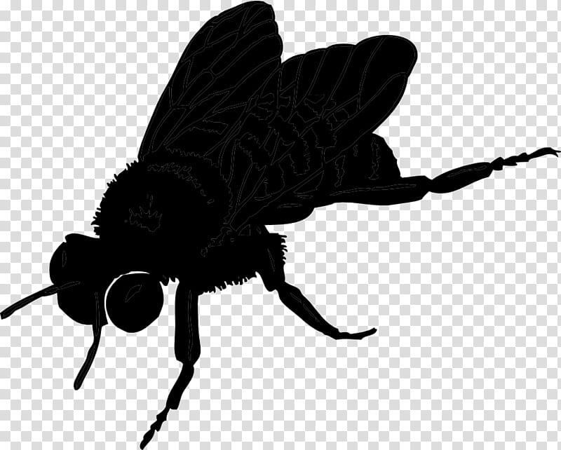 Butterfly Silhouette, Bee, Insect, Hymenopterans, Honey Bee, Bumblebee, Oldenburg, True Wasps transparent background PNG clipart