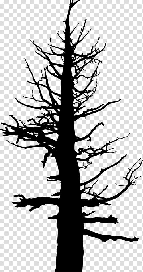 Tree Trunk Drawing, Silhouette, Reproduction, Line Art, Branch, Woody Plant, Oregon Pine, American Larch transparent background PNG clipart