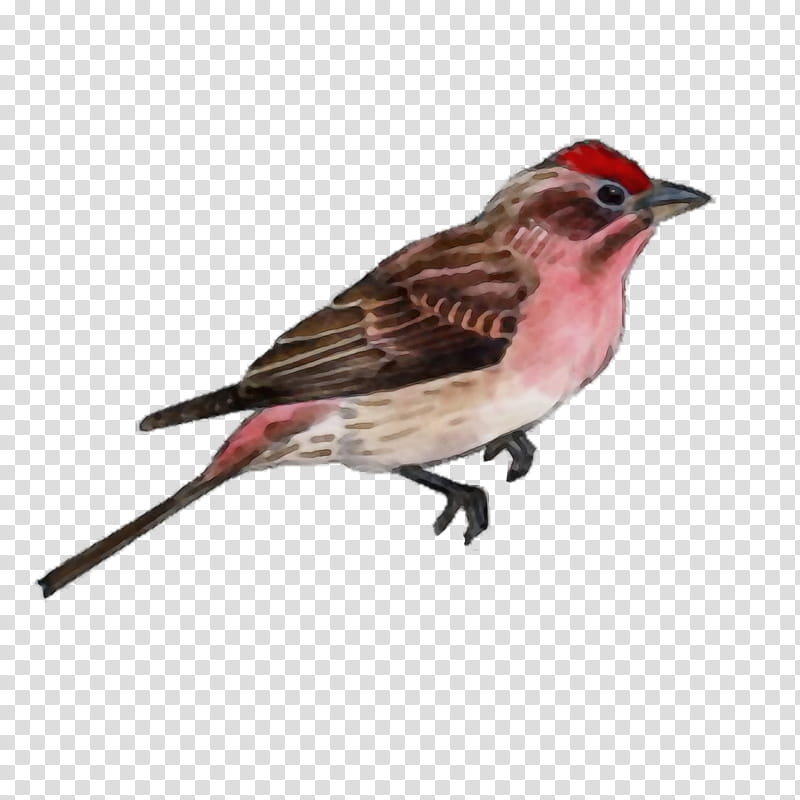 bird beak finch house finch sparrow, Watercolor, Paint, Wet Ink, American Rosefinches, Songbird, Perching Bird, Chipping Sparrow transparent background PNG clipart