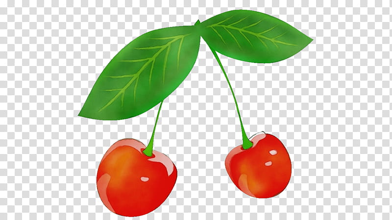 cherry plant fruit leaf flower, Watercolor, Paint, Wet Ink, Food, Tree, Acerola transparent background PNG clipart